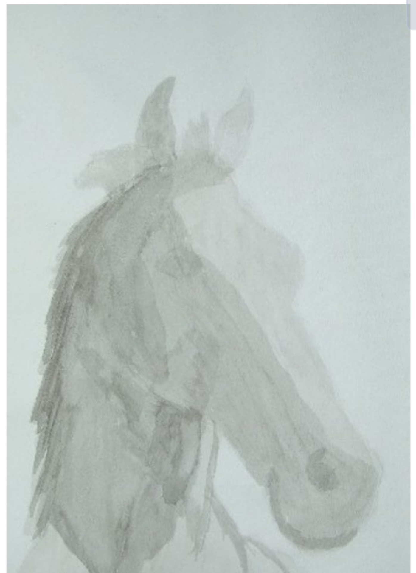 Estudio en acuarela gris de la cabeza de un caballo