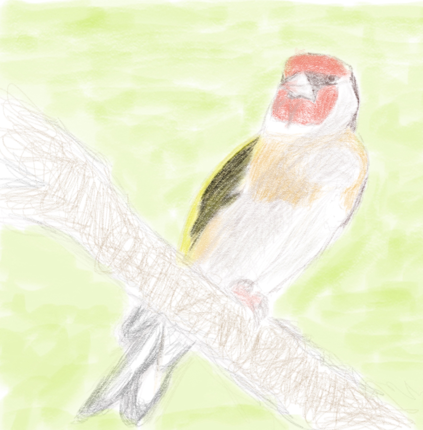 Ilustración digital abocetada de un jilguero en una rama