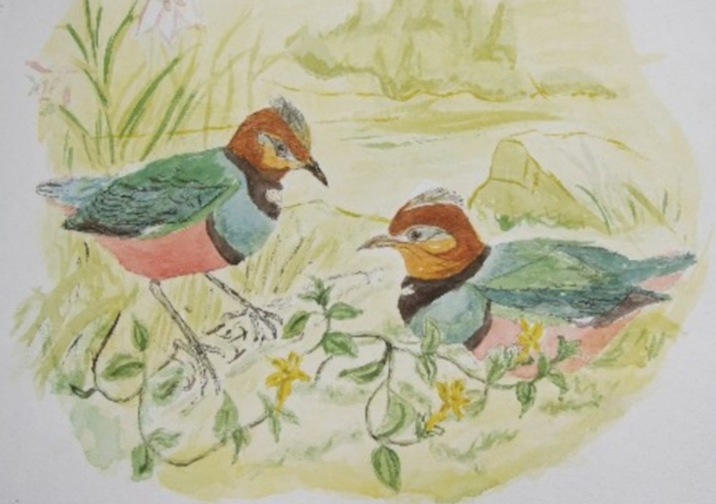 Acuarela de dos aves coloridas entre flores amarillas