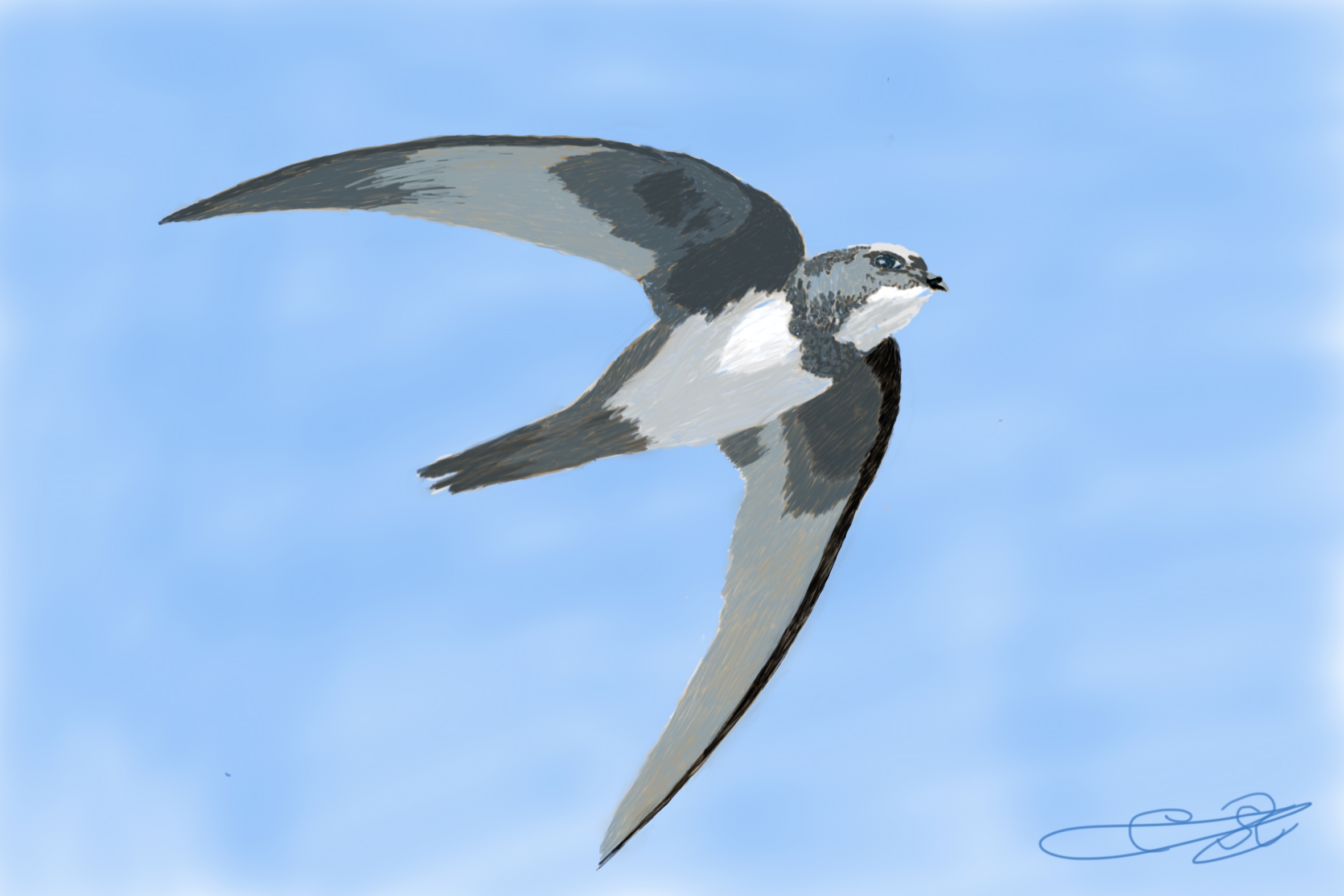 Ilustración digital de un ave pequeña de plumaje gris oscuro y blanco en pleno vuelo