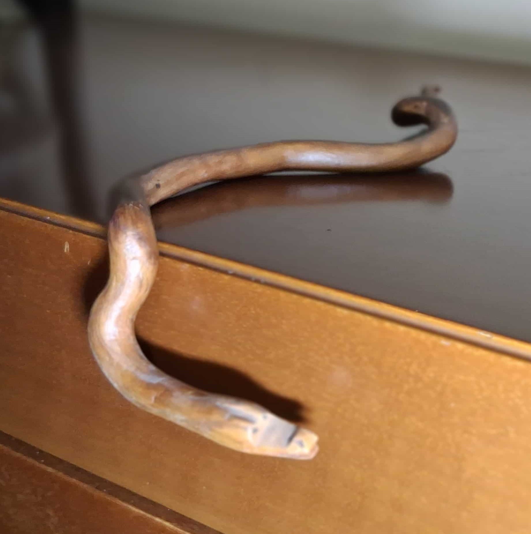 La Serpiente de Borde - Detalle de cabeza