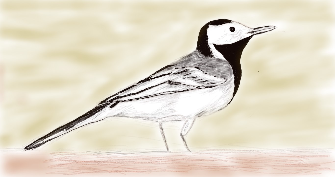 Ilustración digital de una lavandera blanca sobre un fondo ocre suave