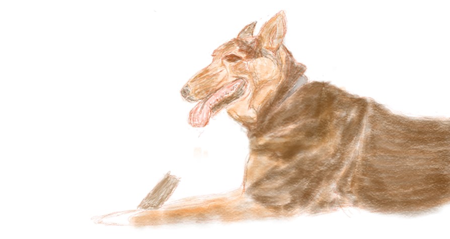 Dibujo digital de Druc, un perro pastor descansando