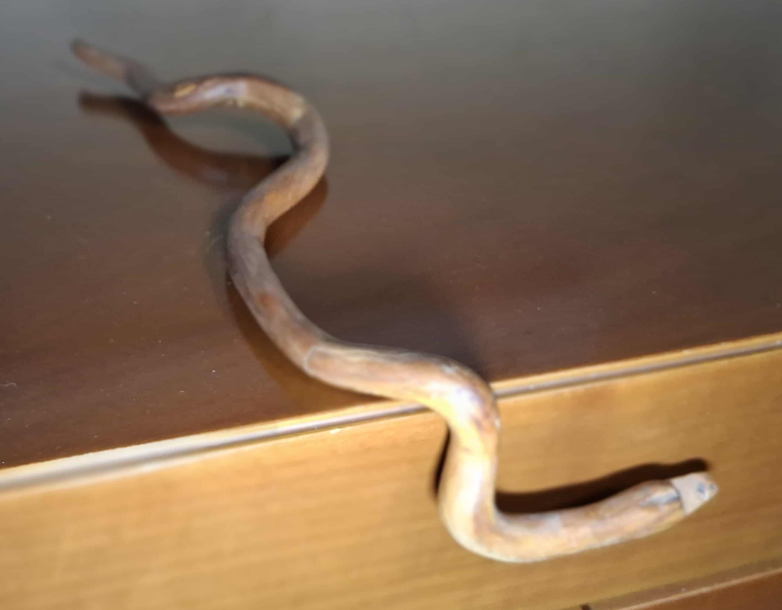 La Serpiente de Borde - Perspectiva de caída