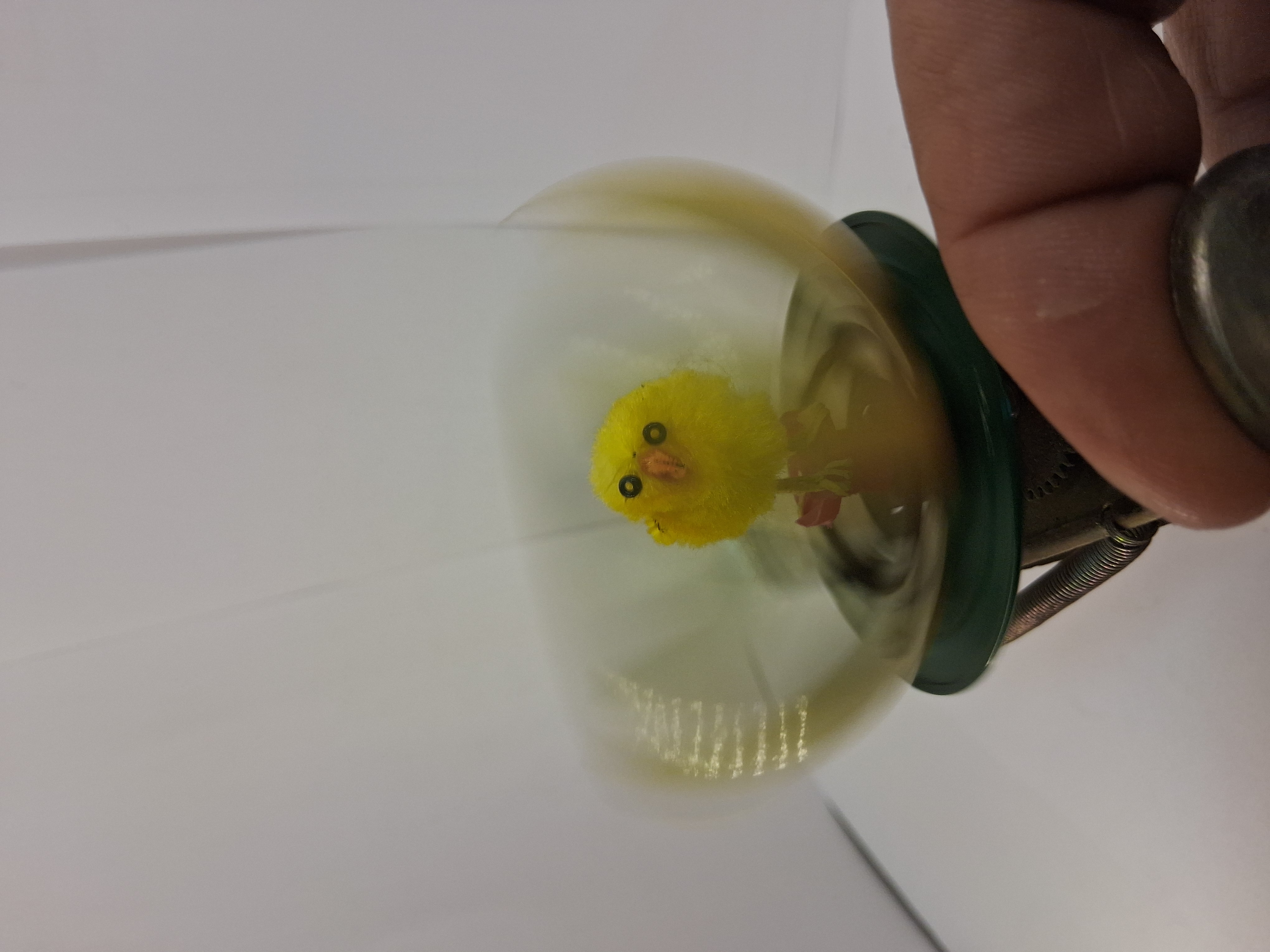 Pollito fuera